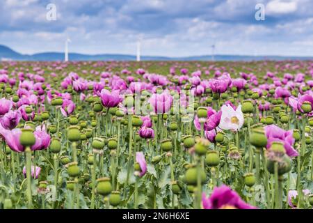 Champ de pavot à opium rose, également appelé coquelicots de graines de pain, le jour de printemps nuageux Banque D'Images