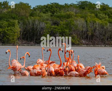 Flamants d'Amérique (Phoenicopterus ruber), Réserve de biosphère de l'UNESCO de Rio Celestun, Yucatan, Mexique Banque D'Images