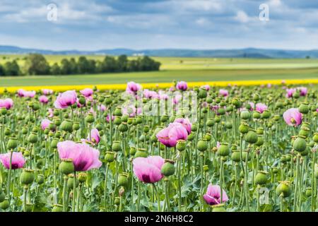 Champ de pavot à opium rose, également appelé coquelicots de graines de pain, le jour de printemps nuageux Banque D'Images