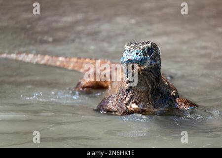 Le dragon de Komodo (Varanus komodoensis), va dans l'eau, de l'avant, de la mer, de la plage, parc national de Komodo, Patrimoine mondial de l'UNESCO, Komodo Banque D'Images