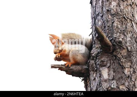 Écureuil mignon avec une queue moelleuse sur un arbre sur fond blanc Banque D'Images