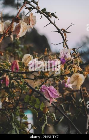 Bougainvilliers fleurit sur une branche d'arbre dans le jardin Banque D'Images