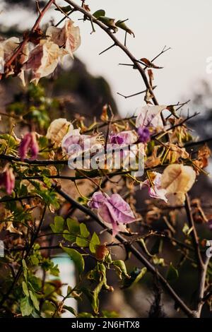 Bougainvilliers fleurit sur une branche d'arbre dans le jardin Banque D'Images