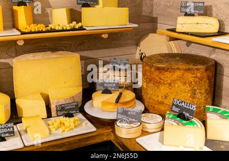 Variété de fromages exposés dans la salle des fromages de la ferme, Suffolk, Angleterre, Royaume-Uni Banque D'Images