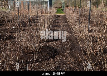 broussailles de fruits tendres en hiver wisley surrey, angleterre Banque D'Images