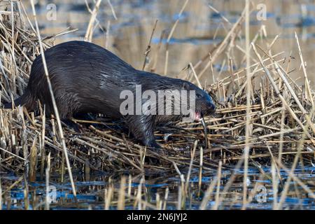 lutra lutra lutra, un loutre eurasien mangeant une anguille d'eau douce sur une banque de roseau au Royaume-Uni Banque D'Images