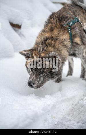 Le chien Akita inu à fourrure d'orange grise suit un sentier dans la neige en hiver Banque D'Images