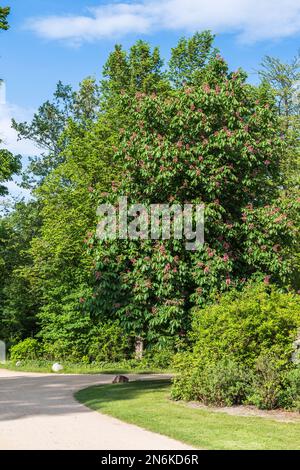 Grand châtaignier fleuri dans un parc Banque D'Images