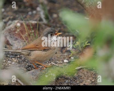 Verrue spectaculaire dans un habitat typique. On peut les voir en chantant des points de vue, mais en skulk à travers une végétation épaisse. Banque D'Images