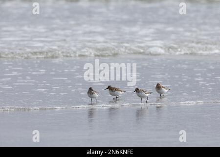 Sanderling, Prachtkleid, kleiner Trupp am Strand im Spülsaum, BEI der Nahrungssuche, typisches VOR- und Zurückrennen vor auflaufenden Wellen, Calidris Banque D'Images