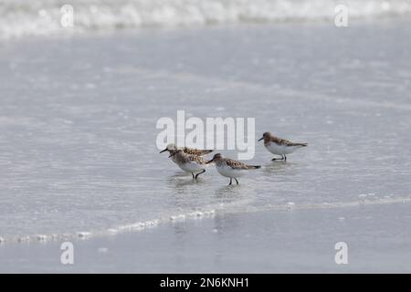 Sanderling, Prachtkleid, kleiner Trupp am Strand im Spülsaum, BEI der Nahrungssuche, typisches VOR- und Zurückrennen vor auflaufenden Wellen, Calidris Banque D'Images