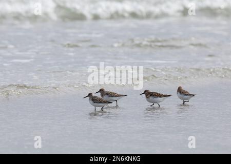 Sanderling, Prachtkleid, kleiner Trupp am Strand im Spülsaum, BEI der Nahrungssuche, typisches VOR- und Zurückrennen vor auflaufenden Wellen, Calidris Banque D'Images