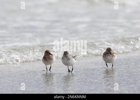 Sanderling, Prachtkleid, kleiner Trupp am Strand im Spülsaum, BEI der Nahrungssuche, typisches VOR- und Zurückrennen vor auflaufenden Wellen, Calidris Banque D'Images