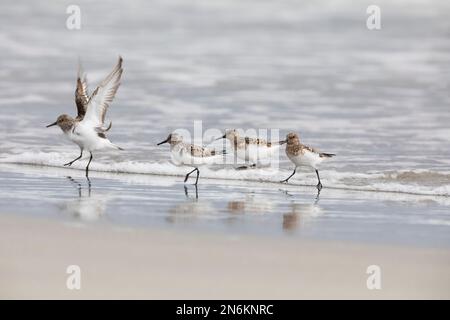 Sanderling, Prachtkleid, kleiner Trupp am Strand im Spülsaum, BEI der Nahrungssuche, typisches VOR- und Zurückrennen vor auflaufenden Wellen, Calidris Banque D'Images