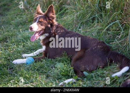 Border Collie posant l'herbe avec leur jouet sur une pause Banque D'Images