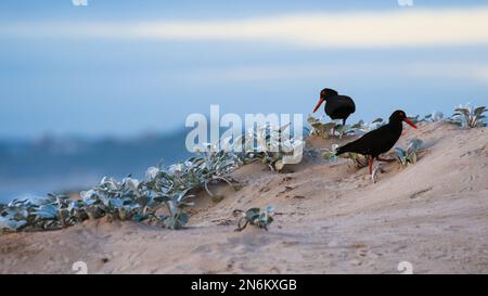 Des oiseaux magnifiques de la plage Banque D'Images