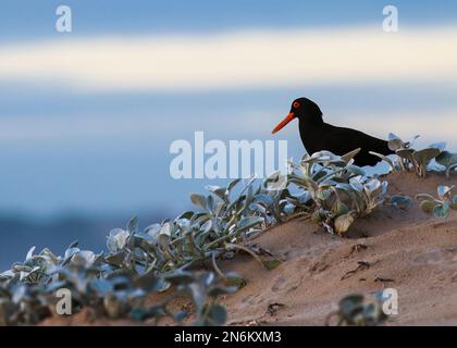 Des oiseaux magnifiques de la plage Banque D'Images