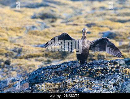 Des oiseaux magnifiques de la plage Banque D'Images