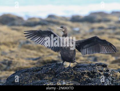 Des oiseaux magnifiques de la plage Banque D'Images