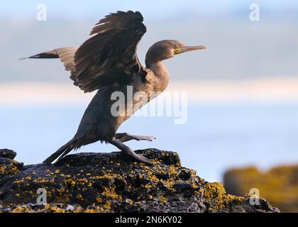 Des oiseaux magnifiques de la plage Banque D'Images