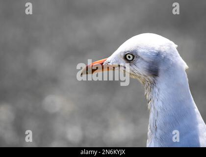 Des oiseaux magnifiques de la plage Banque D'Images