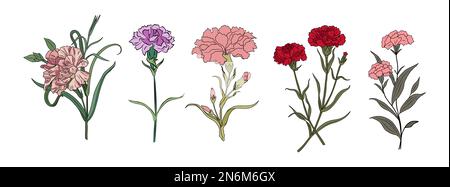 Ensemble de Carnation janvier naissance mois fleur illustrations vectorielles colorées. Illustration de Vecteur