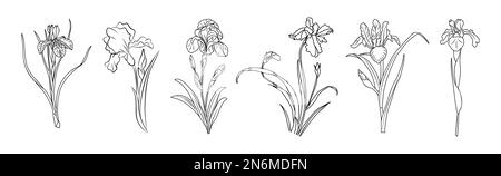 Ensemble de Iris février naissance mois fleur coloré vecteur illustrations isolées. Illustration de Vecteur
