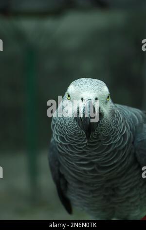 Gros plan sur un perroquet gris africain Banque D'Images