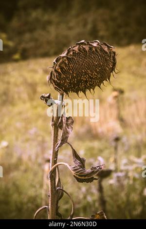 Flétrit et séché le tournesol en automne Banque D'Images