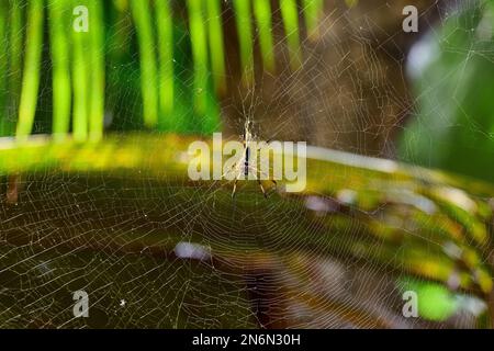 Araignée palmier femelle ou araignée dorée à pattes rouges, Vallée de Mai, Île de Praslin, Seychelles Banque D'Images