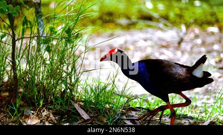 Un marécageux Australasien marchant dans les prairies Banque D'Images