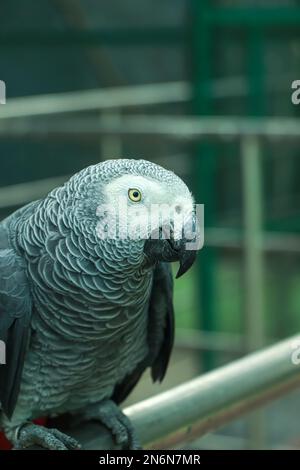 Le Parrot gris africain du Congo, posé sur une branche naturelle sur un fond vert pâle. Banque D'Images