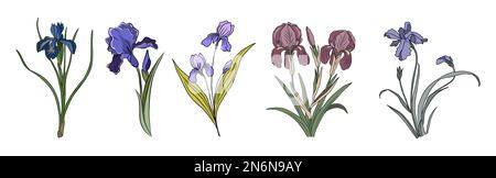 Ensemble de Iris février naissance mois fleur coloré vecteur illustrations isolées. Illustration de Vecteur