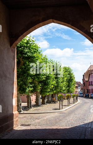 Bergheim, petite ville sur la route des vins d'Alsace avec des bâtiments médiévaux, un mur défensif et une atmosphère charmante Banque D'Images