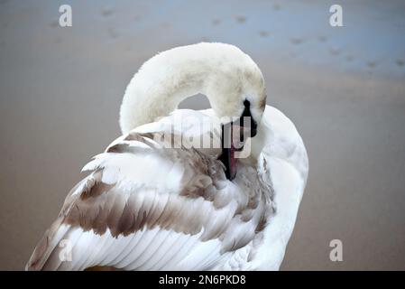 Immature Mute Swan (Cygnus olor) prêchant sur la plage de la rive sud de la Tamise dans le centre de Londres (janvier) Banque D'Images