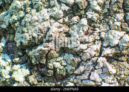 Des touffes de mousses poussent sur la texture de la mousse de l'écorce de l'arbre, bryophyte Banque D'Images