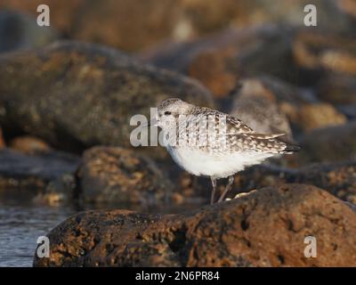 Pluvier gris dans l'habitat typique d'une rive rocheuse, en plumage d'hiver, à Costa Teguise Lanzarote Banque D'Images