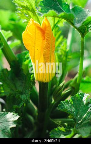 fleurs jaunes germe jeunes courgettes recettes d'ingrédients de cuisine de printemps Banque D'Images