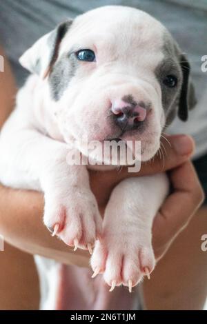 Gros plan du chiot en forme de fosse, tenu dans les mains Banque D'Images