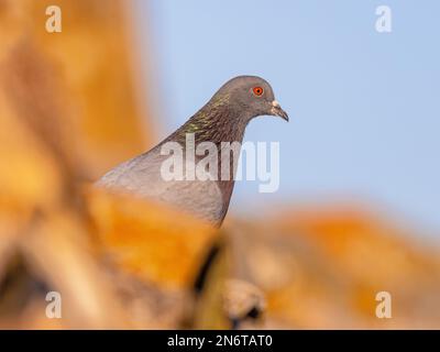 Pigeon de roche (Columba livia) sur le toit avec tuiles de toit dans l'habitat de reproduction en Espagne. Il se produit dans la nature en Europe, en Afrique et en Asie. Aujourd'hui, c'est possible Banque D'Images