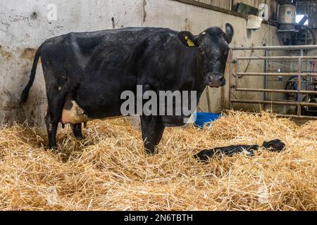 Baurahill, West Cork, Irlande. 10th févr. 2023. Une vache se tient au-dessus du veau qu'elle a donné naissance jusqu'à la nuit dernière dans les hangars de Crowley's Farm, Bauravilla. Les Crowley's ont environ 100 vaches à calver. Crédit : AG News/Alay Live News Banque D'Images