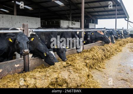 Baurahill, West Cork, Irlande. 10th févr. 2023. Certaines des vaches encore à donner naissance dans les hangars de la ferme de Crowley, Baurilla. Les Crowley's ont environ 100 vaches à calver. Crédit : AG News/Alay Live News Banque D'Images