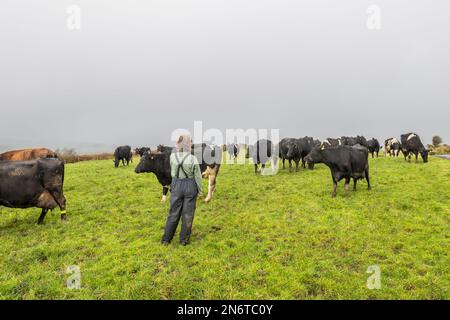 Baurahill, West Cork, Irlande. 10th févr. 2023. Marguerite Crowley, productrice laitière, vérifie son troupeau de vaches qui ont vêlé sur sa ferme de Baurilla. Les Crowley's ont environ 100 vaches à calver. Crédit : AG News/Alay Live News Banque D'Images