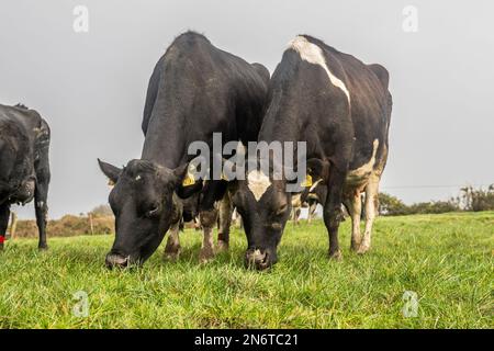 Baurahill, West Cork, Irlande. 10th févr. 2023. Les vaches laitières Marguerite Crowley qui ont vêlé sur sa ferme de Baurilla, apprécient un champ d'herbe. Les Crowley's ont environ 100 vaches à calver. Crédit : AG News/Alay Live News Banque D'Images