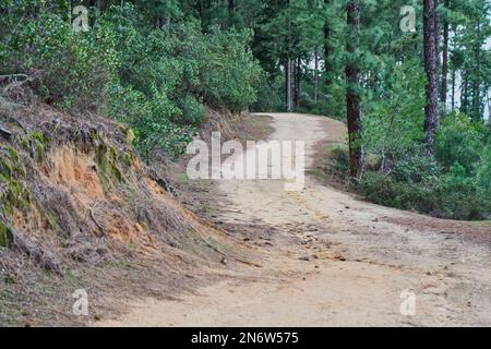 Arbres dans une jungle marocaine Banque D'Images