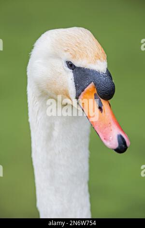 Gros plan d'un Cygne muet (Cygnus Olor), sur fond vert, canal Cromford, Derbyshire Banque D'Images