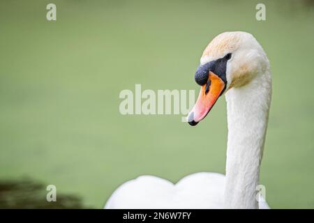 Gros plan d'un Cygne muet (Cygnus Olor), sur fond vert, canal Cromford, Derbyshire Banque D'Images