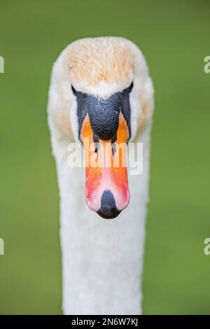 Gros plan d'un Cygne muet (Cygnus Olor), sur fond vert, canal Cromford, Derbyshire Banque D'Images