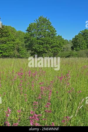 Prairie riche en fleurs, vue sur la prairie à l'île de Saarema, en Estonie Juin Banque D'Images