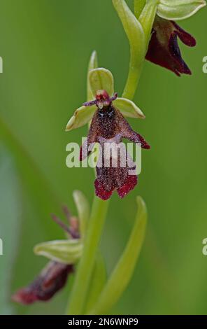 Orchidée de mouche (Ophrys insectifera) gros plan de la fleur Estonie Juin Banque D'Images